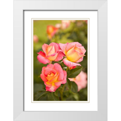 Pink Roses II White Modern Wood Framed Art Print with Double Matting by Millet, Karyn