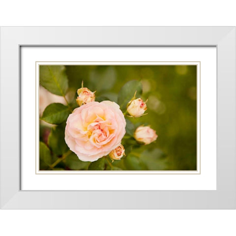 Rose Bush I White Modern Wood Framed Art Print with Double Matting by Millet, Karyn