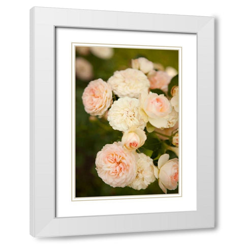 Rose Bush III White Modern Wood Framed Art Print with Double Matting by Millet, Karyn