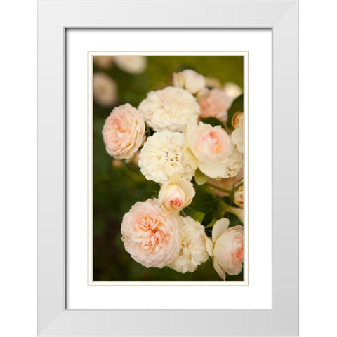 Rose Bush III White Modern Wood Framed Art Print with Double Matting by Millet, Karyn