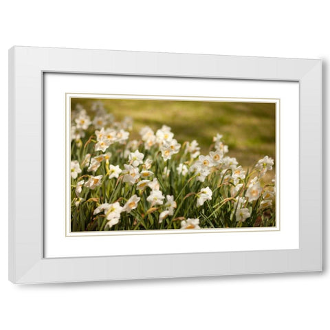 Daffodils White Modern Wood Framed Art Print with Double Matting by Millet, Karyn