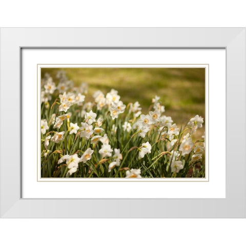 Daffodils White Modern Wood Framed Art Print with Double Matting by Millet, Karyn