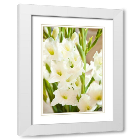 Gladiolus White Modern Wood Framed Art Print with Double Matting by Millet, Karyn