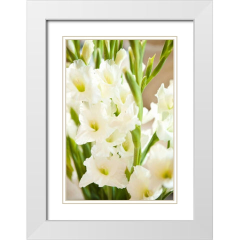 Gladiolus White Modern Wood Framed Art Print with Double Matting by Millet, Karyn