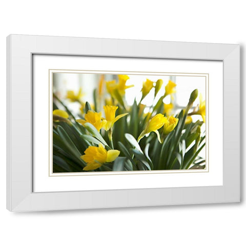 Daffodil Bouquet White Modern Wood Framed Art Print with Double Matting by Millet, Karyn