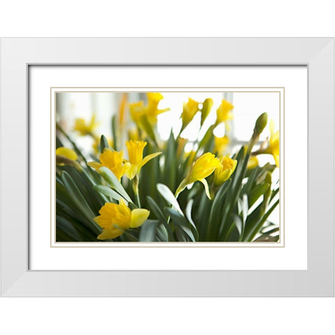 Daffodil Bouquet White Modern Wood Framed Art Print with Double Matting by Millet, Karyn