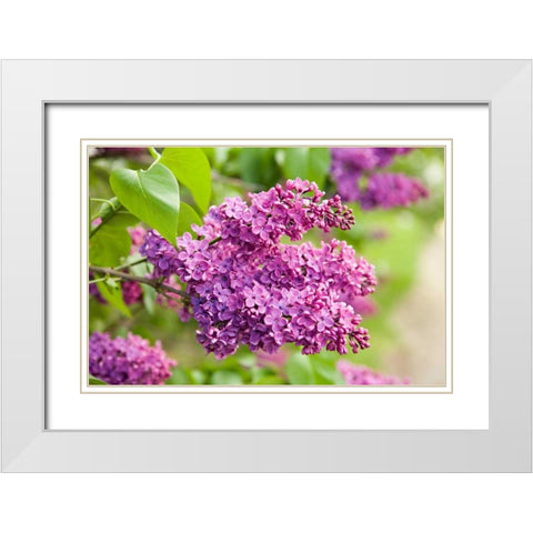 Lilac White Modern Wood Framed Art Print with Double Matting by Millet, Karyn