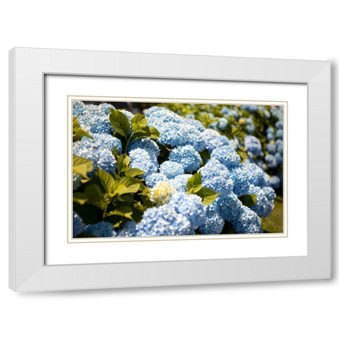 Blue Hydrangea White Modern Wood Framed Art Print with Double Matting by Millet, Karyn
