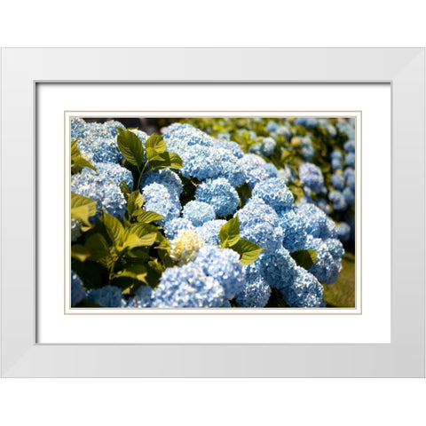 Blue Hydrangea White Modern Wood Framed Art Print with Double Matting by Millet, Karyn