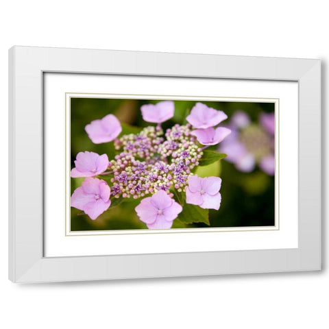 Pink bloom White Modern Wood Framed Art Print with Double Matting by Millet, Karyn