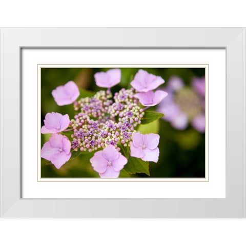 Pink bloom White Modern Wood Framed Art Print with Double Matting by Millet, Karyn