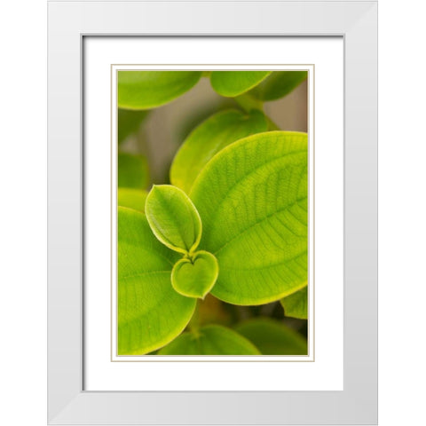 Tropical Leaves I White Modern Wood Framed Art Print with Double Matting by Millet, Karyn