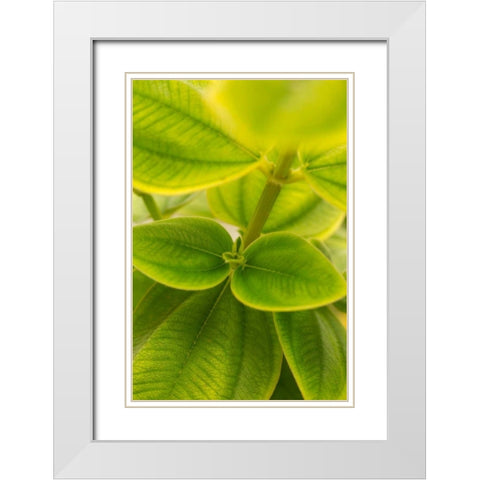 Tropical Leaves II White Modern Wood Framed Art Print with Double Matting by Millet, Karyn