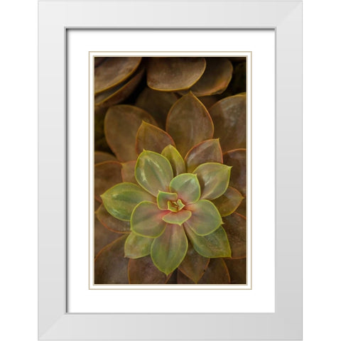 Succulent I White Modern Wood Framed Art Print with Double Matting by Millet, Karyn