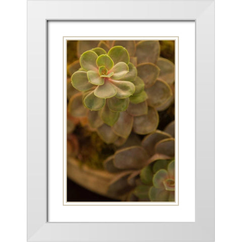 Succulent II White Modern Wood Framed Art Print with Double Matting by Millet, Karyn
