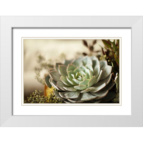 Succulent III White Modern Wood Framed Art Print with Double Matting by Millet, Karyn