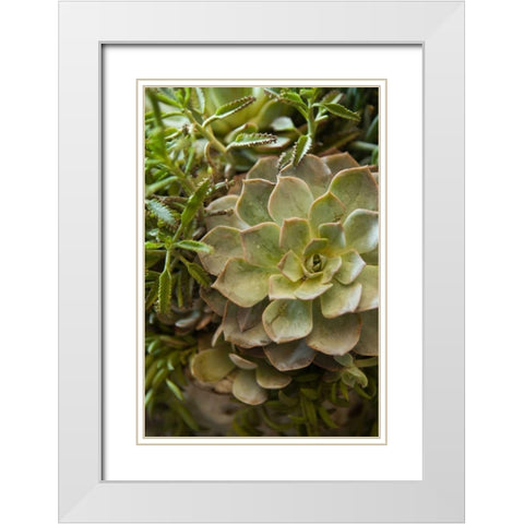 Succulent IV White Modern Wood Framed Art Print with Double Matting by Millet, Karyn