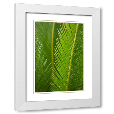 Fern White Modern Wood Framed Art Print with Double Matting by Millet, Karyn