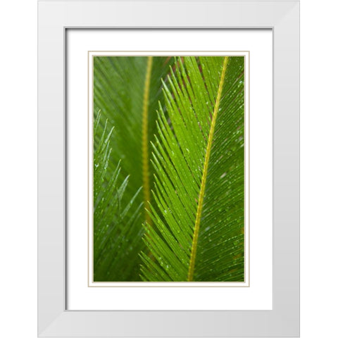 Fern White Modern Wood Framed Art Print with Double Matting by Millet, Karyn