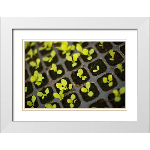 Seedlings White Modern Wood Framed Art Print with Double Matting by Millet, Karyn