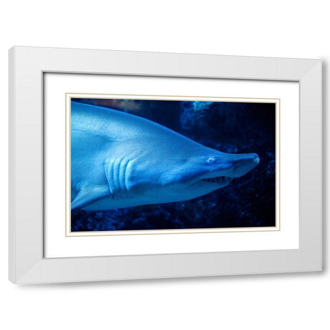 Shark White Modern Wood Framed Art Print with Double Matting by Millet, Karyn