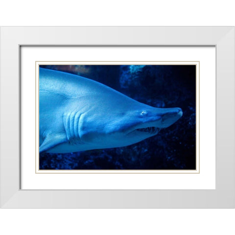 Shark White Modern Wood Framed Art Print with Double Matting by Millet, Karyn