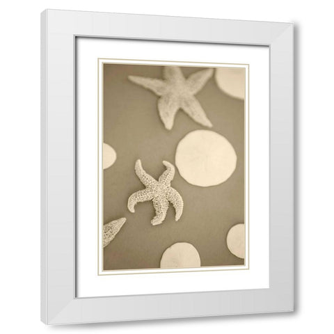 Starfish and Sand Dollars I White Modern Wood Framed Art Print with Double Matting by Millet, Karyn