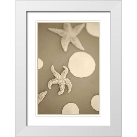 Starfish and Sand Dollars I White Modern Wood Framed Art Print with Double Matting by Millet, Karyn