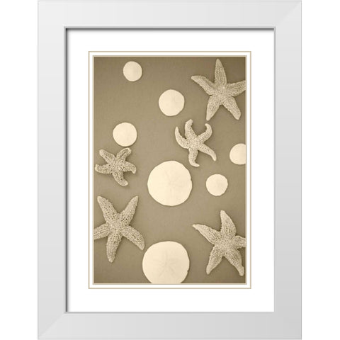 Starfish and Sand Dollars II White Modern Wood Framed Art Print with Double Matting by Millet, Karyn