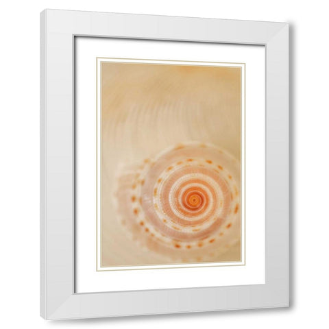 Sea Shells I White Modern Wood Framed Art Print with Double Matting by Millet, Karyn