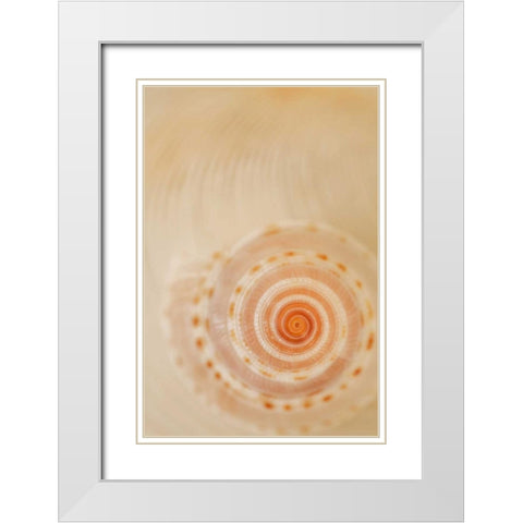 Sea Shells I White Modern Wood Framed Art Print with Double Matting by Millet, Karyn