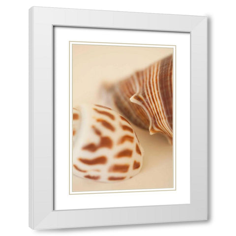 Sea Shells II White Modern Wood Framed Art Print with Double Matting by Millet, Karyn