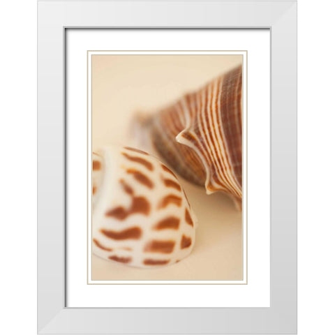Sea Shells II White Modern Wood Framed Art Print with Double Matting by Millet, Karyn