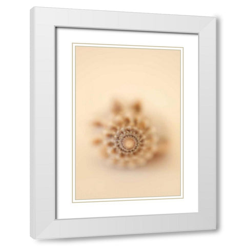 Sea Shells III White Modern Wood Framed Art Print with Double Matting by Millet, Karyn