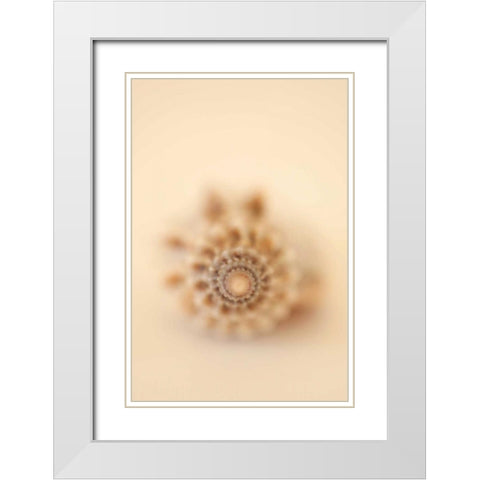 Sea Shells III White Modern Wood Framed Art Print with Double Matting by Millet, Karyn