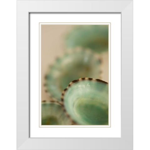 Sea Shells IV White Modern Wood Framed Art Print with Double Matting by Millet, Karyn