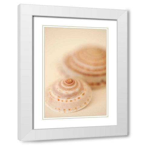 Sea Shells V White Modern Wood Framed Art Print with Double Matting by Millet, Karyn