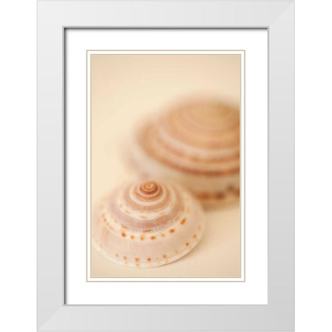 Sea Shells V White Modern Wood Framed Art Print with Double Matting by Millet, Karyn