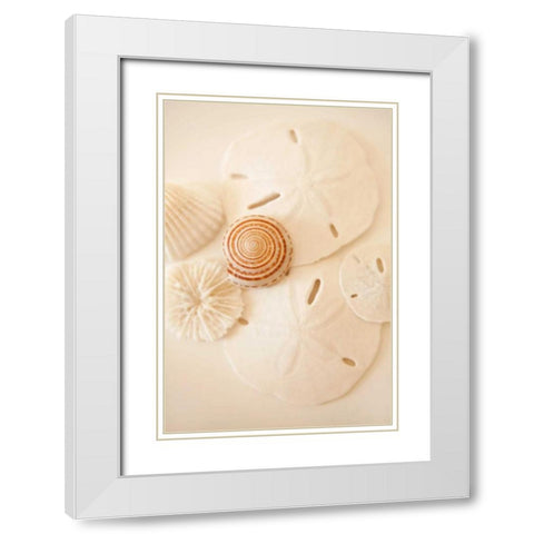 Shells and Dollars White Modern Wood Framed Art Print with Double Matting by Millet, Karyn