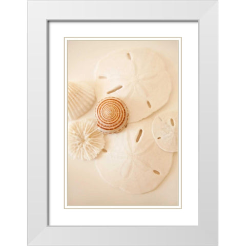 Shells and Dollars White Modern Wood Framed Art Print with Double Matting by Millet, Karyn