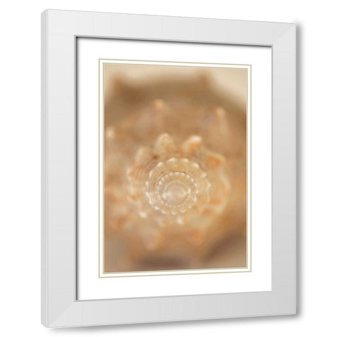 Sea Shell V White Modern Wood Framed Art Print with Double Matting by Millet, Karyn