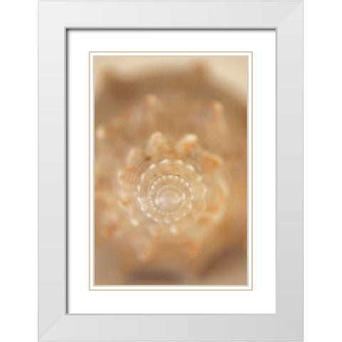 Sea Shell V White Modern Wood Framed Art Print with Double Matting by Millet, Karyn
