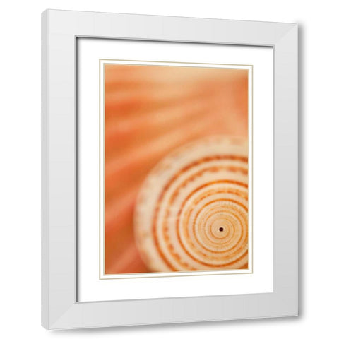 Sea Shell VI White Modern Wood Framed Art Print with Double Matting by Millet, Karyn