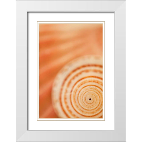 Sea Shell VI White Modern Wood Framed Art Print with Double Matting by Millet, Karyn