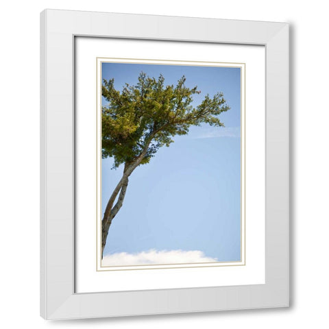 Tall Tree White Modern Wood Framed Art Print with Double Matting by Millet, Karyn