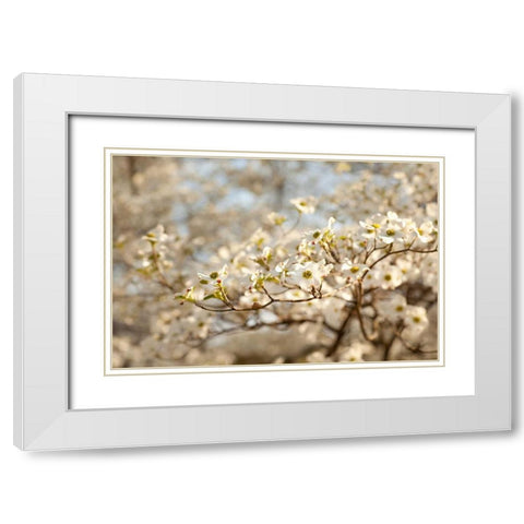 Cherry Blossoms II White Modern Wood Framed Art Print with Double Matting by Millet, Karyn