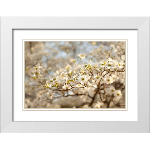 Cherry Blossoms II White Modern Wood Framed Art Print with Double Matting by Millet, Karyn