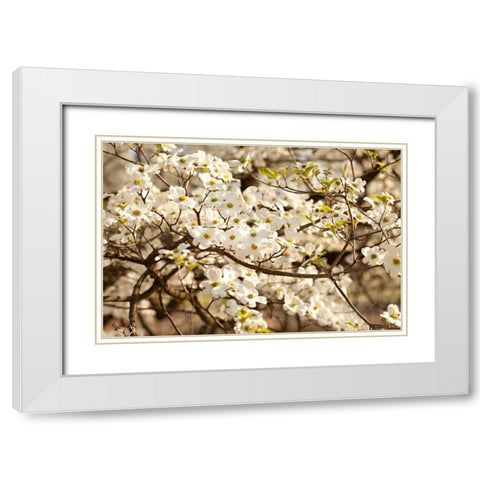 Cherry Blossoms III White Modern Wood Framed Art Print with Double Matting by Millet, Karyn