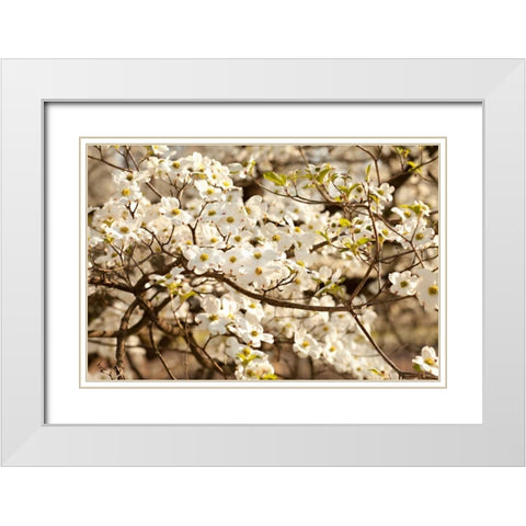 Cherry Blossoms III White Modern Wood Framed Art Print with Double Matting by Millet, Karyn