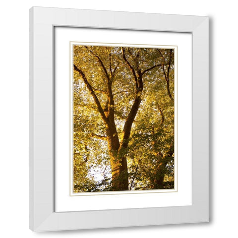 Up in the Trees I White Modern Wood Framed Art Print with Double Matting by Millet, Karyn